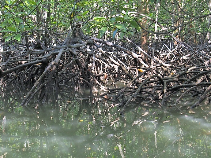 MANGROVE PHANG NGA       
